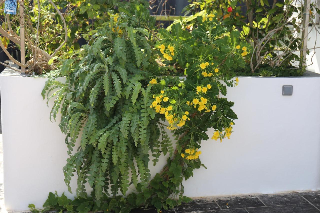 Jungle Paradise La Orotava Exterior photo